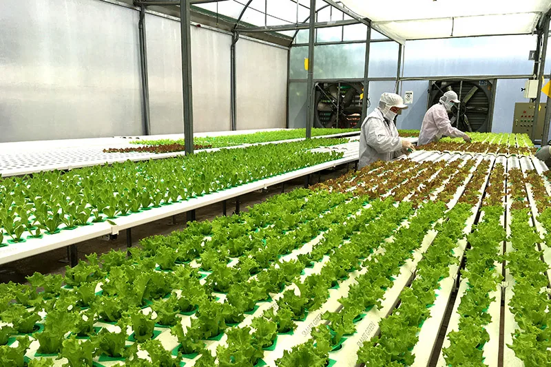 Thực tập sinh nông nghiệp Nhật Bản
